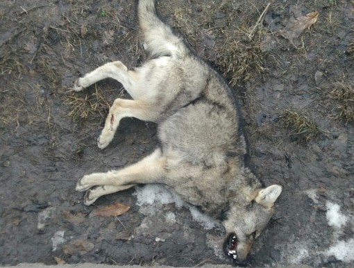 Lupo trovato senza vita nei boschi di Sostegno, si indaga sulle cause della morte (foto di repertorio) Lupo trovato senza vita nei boschi di Sostegno, si indaga sulle cause della morte (foto di repertorio)