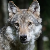 Borgosesia: lupi attaccano un gregge di pecore, gravi danni per l’allevatore