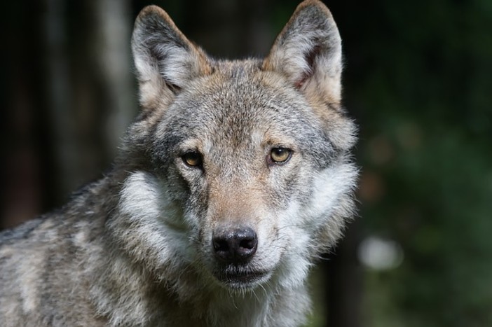 Borgosesia: lupi attaccano un gregge di pecore, gravi danni per l’allevatore