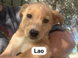 Cuccioli in cerca di casa: Leo, Lao e Minnie