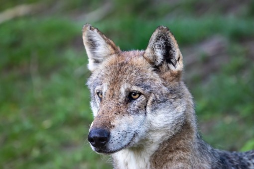 Dispositivi di prevenzione e dissuasione per gli attacchi da lupo, a Biella contributi a 16 aziende Dispositivi di prevenzione e dissuasione per gli attacchi da lupo, a Biella contributi a 16 aziende