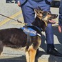 Polizia Locale, nasce il primo gruppo cinofilo regionale del Piemonte (foto di repertorio)