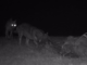 Paura a Valdilana, il racconto: “Un lupo sulla strada, eravamo a passeggio con il cane”(foto di repertorio)