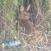 Attenzione allo sfalcio: tra l’erba alta possono nascondersi cuccioli di capriolo