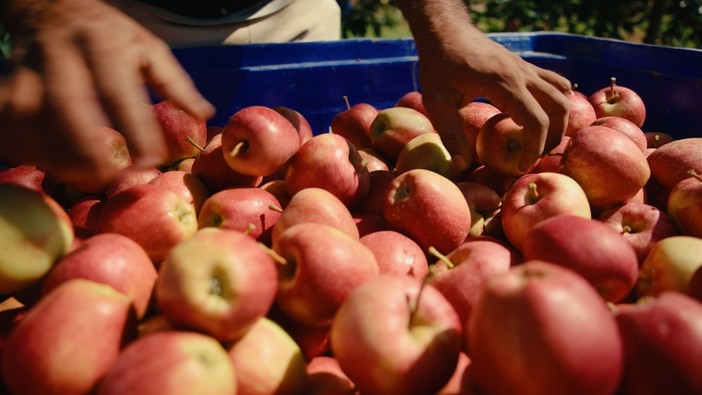 Dai frutteti alla tavola: la filiera corta di Lagnasco Group