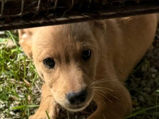 Cuccioli in cerca di casa: Leo, Lao e Minnie