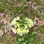 Gattinara, volontari in azione contro l’abbandono dei rifiuti: pulizie in più zone e appello per la Giornata ecologica del 28 marzo