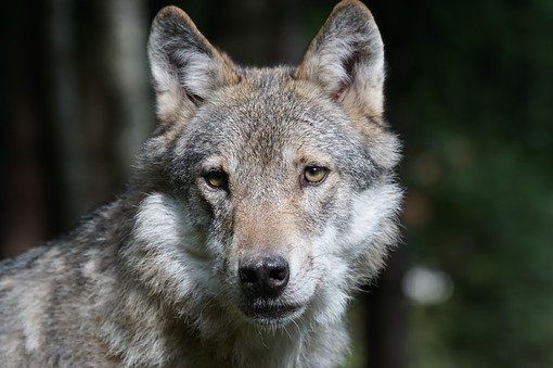 Borgosesia: lupi attaccano un gregge di pecore, gravi danni per l’allevatore