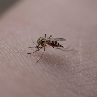 Zanzare, la prevenzione comincia da casa (foto di repertorio)