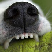 Morsa da un cane a Trivero, disavventura per una donna (foto di repertorio) Morsa da un cane a Trivero, disavventura per una donna (foto di repertorio)