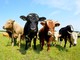Ritorna l’iconica Fiera del bestiame: la tradizione agricola e pastorale di Doccio.