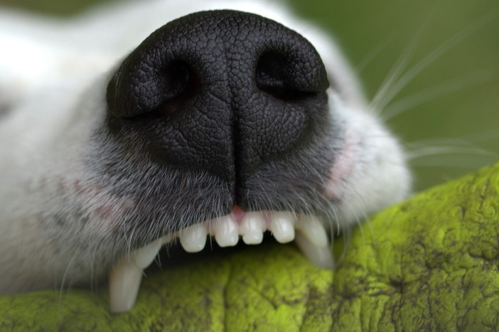 Morsa da un cane a Trivero, disavventura per una donna (foto di repertorio) Morsa da un cane a Trivero, disavventura per una donna (foto di repertorio)