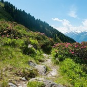 Terrazzamenti alpini, boom di richieste al bando FOSMIT: 75 domande per oltre 5,5 milioni di euro (foto di repertorio)