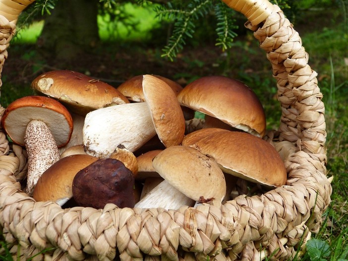 Raccolta funghi in Piemonte: consigli e regole per evitare avvelenamenti Raccolta funghi in Piemonte: consigli e regole per evitare avvelenamenti
