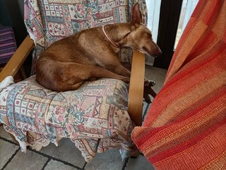 L'elegante Marta cerca casa, l'aiutiamo a trovarne una?