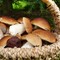 Raccolta funghi in Piemonte: consigli e regole per evitare avvelenamenti