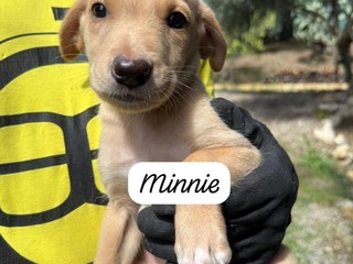 Cuccioli in cerca di casa: Leo, Lao e Minnie