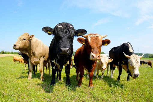 Ritorna l’iconica Fiera del bestiame: la tradizione agricola e pastorale di Doccio. Ritorna l’iconica Fiera del bestiame: la tradizione agricola e pastorale di Doccio.