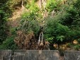 Tratto di strada chiuso tra Pettinengo e Zumaglia a causa della caduta di alcuni alberi, avvenuta