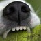 Morsa da un cane a Trivero, disavventura per una donna (foto di repertorio) Morsa da un cane a Trivero, disavventura per una donna (foto di repertorio)
