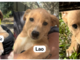 Cuccioli in cerca di casa: Leo, Lao e Minnie