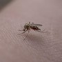 Zanzare, la prevenzione comincia da casa (foto di repertorio)