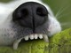Morsa da un cane a Trivero, disavventura per una donna (foto di repertorio)