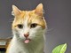 8 agosto, oggi è la Giornata mondiale del gatto! Miao!!!!! qualche curiosità.....