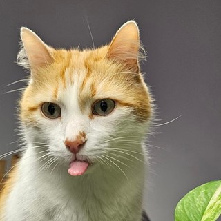 8 agosto, oggi è la Giornata mondiale del gatto! Miao!!!!! qualche curiosità.....