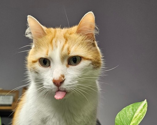8 agosto, oggi è la Giornata mondiale del gatto! Miao!!!!! qualche curiosità.....