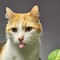 8 agosto, oggi è la Giornata mondiale del gatto! Miao!!!!! qualche curiosità.....