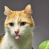 8 agosto, oggi è la Giornata mondiale del gatto! Miao!!!!! qualche curiosità.....