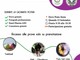 A Prato Sesia una giornata tutta da vivere con il proprio cane