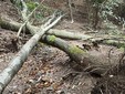 Monte Fenera, ripristinato il sentiero 779 tra Bertasacco e Ara Monte Fenera, ripristinato il sentiero 779 tra Bertasacco e Ara