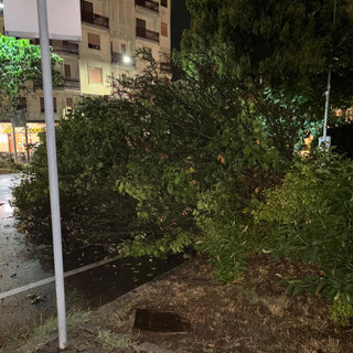 In foto, l'albero caduto a Biella