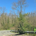 Piante a terra per il vento, Vigili del Fuoco tra Sostegno e Roasio