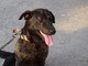Cani alla catena, scattano multe e denunce: ecco cosa prevede la legge