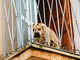 Cani lasciati sul balcone: quando è vietato e quali rischi corre il proprietario Cani lasciati sul balcone: quando è vietato e quali rischi corre il proprietario