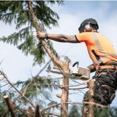 Romagnano Sesia, domenica 11 gennaio lavori di potatura: divieti di transito e modifiche alla viabilità