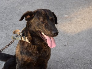 Cani alla catena, scattano multe e denunce: ecco cosa prevede la legge Cani alla catena, scattano multe e denunce: ecco cosa prevede la legge