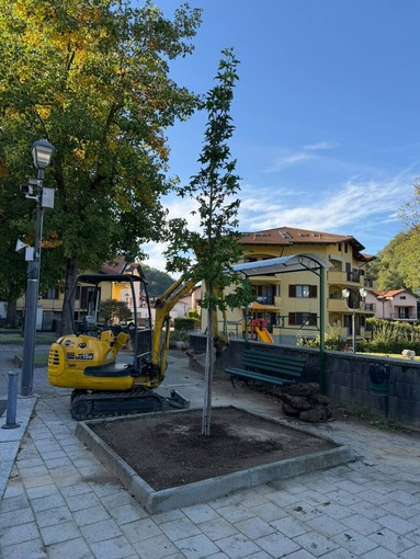 Borgosesia prepara la nuova stagione: nuove fioriture, alberi ripiantati e giochi rinnovati nei parchi
