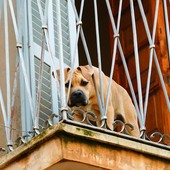 Cani lasciati sul balcone: quando è vietato e quali rischi corre il proprietario Cani lasciati sul balcone: quando è vietato e quali rischi corre il proprietario