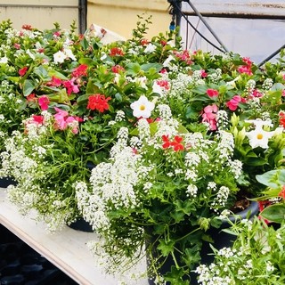 Borgosesia si colora di primavera: nuovi fiori in ponti, aiuole e viali