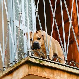 Cani lasciati sul balcone: quando è vietato e quali rischi corre il proprietario