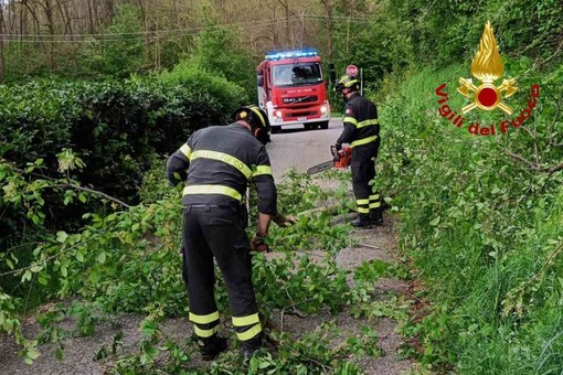 Taglio piante a Serravalle Sesia, intervengono i Vigili del Fuoco