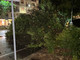 In foto, l'albero caduto a Biella In foto, l'albero caduto a Biella