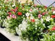 Borgosesia si colora di primavera: nuovi fiori in ponti, aiuole e viali