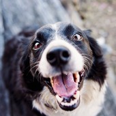 Come mantenere il tuo cane al sicuro da pulci e zecche con il trattamento Duecto