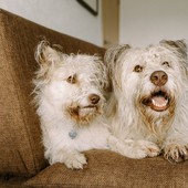 Pulci e Zecche: Conoscerle, Prevenirle e Combatterle per il Bene dei Nostri Animali Domestici. Pulci e Zecche: Conoscerle, Prevenirle e Combatterle per il Bene dei Nostri Animali Domestici.