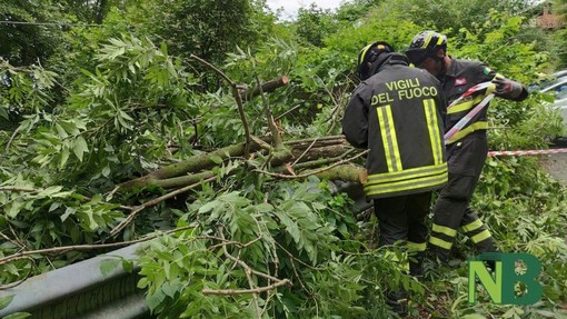 Pianta sulla strada in serata, Vigili del Fuoco al lavoro tra Sostegno e Crevacuore (foto di repertorio) Pianta sulla strada in serata, Vigili del Fuoco al lavoro tra Sostegno e Crevacuore (foto di repertorio)